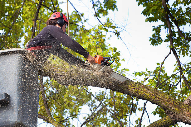 Reliable Jellico, TN Tree Removal Services Solutions